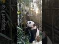 Cute Panda Family Moments 🐼❤️ Baby Pandas Playing with Their Parent | Funny & Adorable Panda Shorts