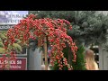 Выставка Flowers Expo 2018, в "Крокус Экспо" (Москва) начала свою работу