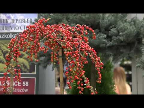 Video: Flowers Expo - Mostra Delle Scoperte