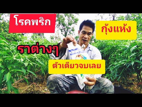 โรคกุ้งแห้งในพริกและเชื้อราต่างๆ  มียาตัวเดียวจบทุกโรค