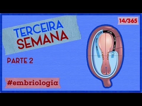 Terceira Semana (Parte 2) | EMBRIOLOGIA 4 | 14/365