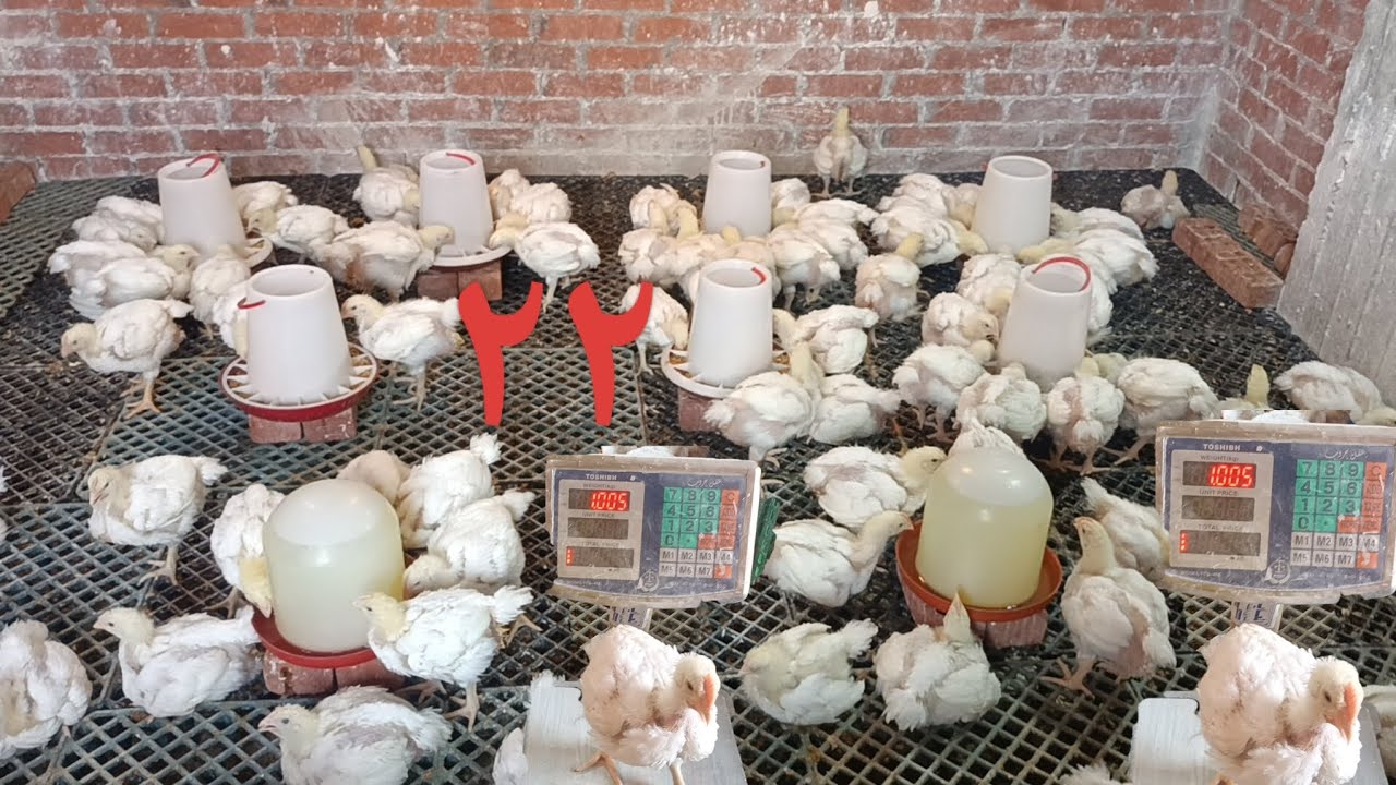 وزن الفراخ عمر ٢٢ يوم كيلو # اعشاب لزياده الوزن # رشيت ملح على الارضيات # اخر يوم لي مضاد السموم 