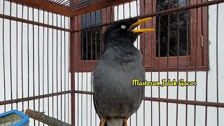 Masteran jalak kebo Mata Putih Super Gacor Ngerol Panjang #132