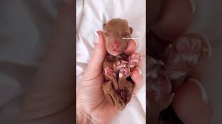 3.8 ounces of perfection and beauty ♥️ #newbornpuppy #tinypuppy #puppy #puppies #cutepuppy 3.8 ounces of perfection and beauty ♥️ #newbornpuppy #tinypuppy #puppy #puppies #cutepuppy