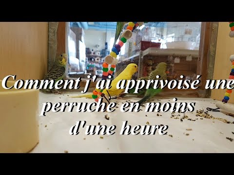Vidéo: Comment baigner une perruche : 11 étapes (avec photos)