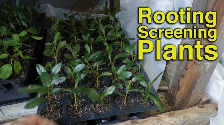 Plant Propagation S3-E3 - Making More Screening Pl...