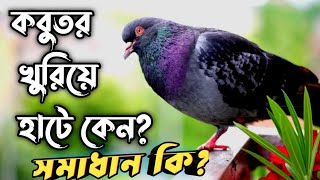 কবুতর খুরিয়ে হাটে ||কবুতরের পায়ে সমস্যা দাঁড়াতে পারে না ||Pigeons leg problem Solutions