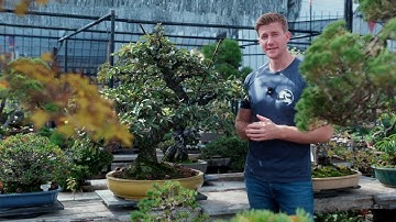 Bonsai techniques: Branch selection and preventing inverse taper by Bjorn Bjorholm
