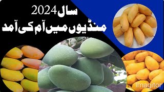 سال 2024 آم کی منڈیوں میں آمد شروع