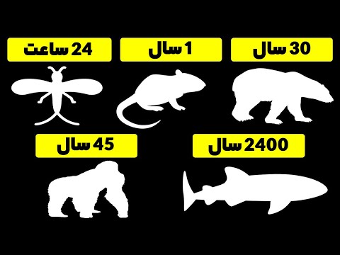 تصویری: طول عمر سگ چقدر است؟