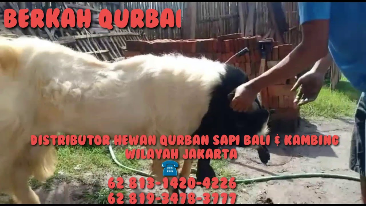 Kambing ETAWA 