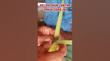 Tips dan trik belah daun lontar tanpa merusak daunnya #shorts