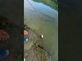 Unbelievable First Catch — It’s a Giant! 🐟💥 #shorts #viral #funny #fishinglife #monsterfish