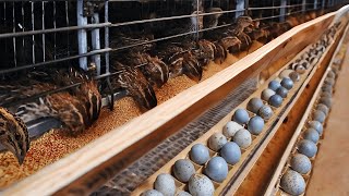 Collecting Quail Eggs  Process of Raising Quails for Eggs and Meat.
