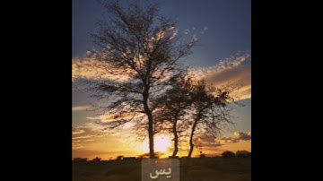 سورة يس #المصحف