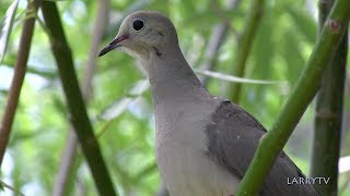 The Greatest Love Story - The Mourning Dove