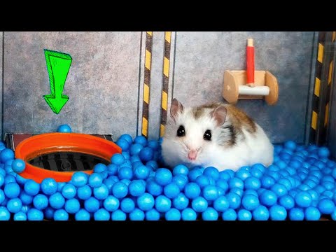 Amazing hamster adventure