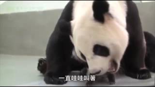 cucciolo di Panda incontra la mammina per la prima volta!!!