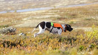The Enduring Legacy of the Pointer Exploring the Breed s Evolution Through Time