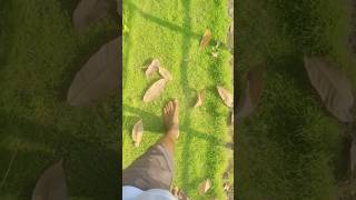 ?सकाळी गवतावर अनवाणी पायाने चालल्यावर मला आलेला अनुभव✨barefootwalking greengrass youtubeshorts