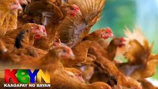 KBYN: Paano pinalalaki ang mga freerange chicken?