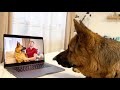 Funny German Shepherd Reacts to himself on Youtube Video
