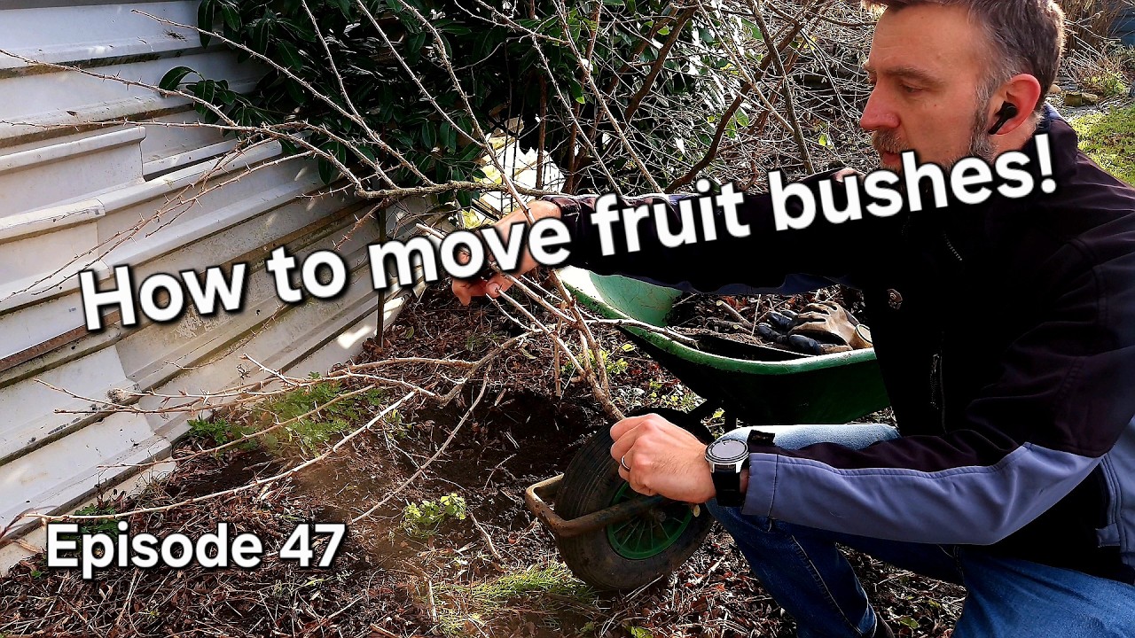 Moving My Gooseberry Bush: How to Relocate for Better Growth 🌱🍇