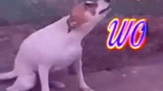 Brazil Dog Dance | Know Your Meme