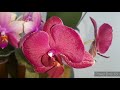 Домашнее Цветение моих Орхидей/ Цветущие Фаленопсисы в конце января/ 29.01.21.