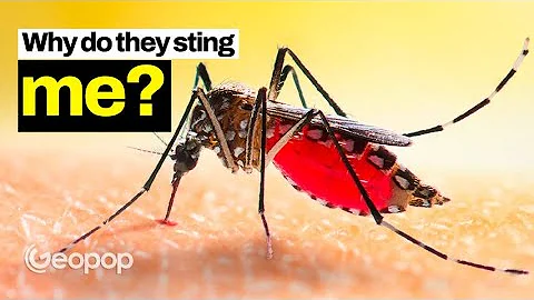 Mosquito Sucks Blood Under the Microscope from a six-needled Proboscis - Why Do They Sting Us?