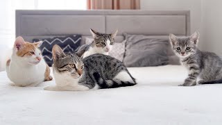 Funny Cats Meet Tiny Kitten for the First Time!