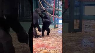 Can You Tell Which Are The Young Male And Which Are The Young Female Gorillas? #Gorilla #Play