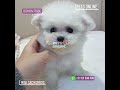 Hermosos bichon frise  petsonline onlinepetx cachorrospetsonline peru parati