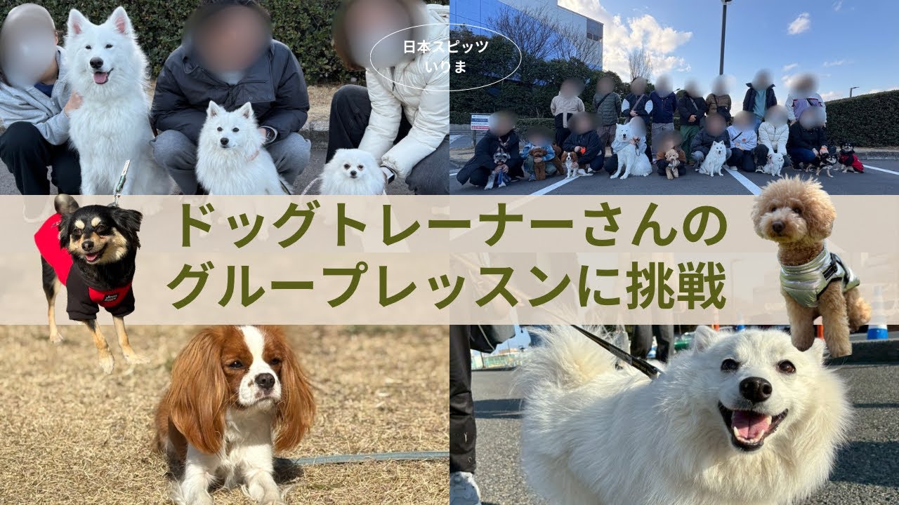 ドッグトレーナーさんのグループレッスンに参加！お友達と楽しくお勉強してきたよ！【日本スピッツ】