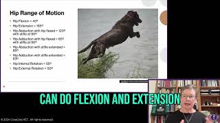 Considering Hip Issues in Dogs  Problems with Extension, with Deanna Rogers, PT, CCRP, CCFT