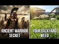 Greek Warriors SAVED LIVES With This Weed We Have Forgotten