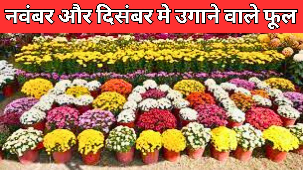 नवंबर और दिसंबर मे उगाने वाले फूल / Flowers To Grow In November and December