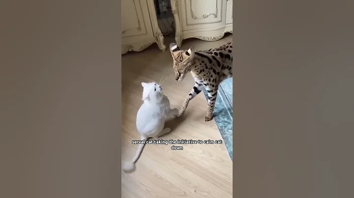 Serval Cat shows compassion - DayDayNews