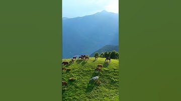 تلاوة قصيره رائع جداً بصوت طالب العلم ماجد العويري،قال تعالى:﴿والخيل والبغال والحمير لتركبوها وزينه﴾