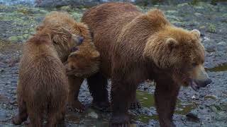 McNeil State Game Refuge, Alaska, Lower Mikfik Falls  15 bears, 20 June, 2018