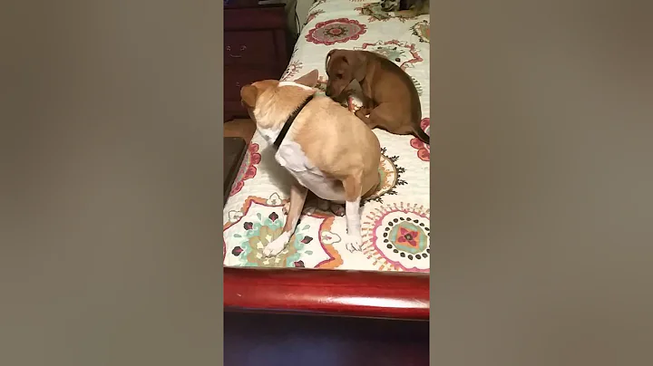 Bella & Rusty