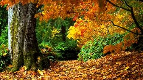 سورتي الشمس والليل للقارئ عبد الله عبد المجيد بامي