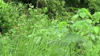 Natur Entspannung Grillen Zirpen im Sommergrass