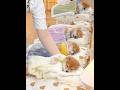 生後 2 ヶ月の子犬🥺 毛布に包まれてスヤスヤ眠る姿が癒やしすぎる #可愛い子犬 #ペキ柴 #shibainu