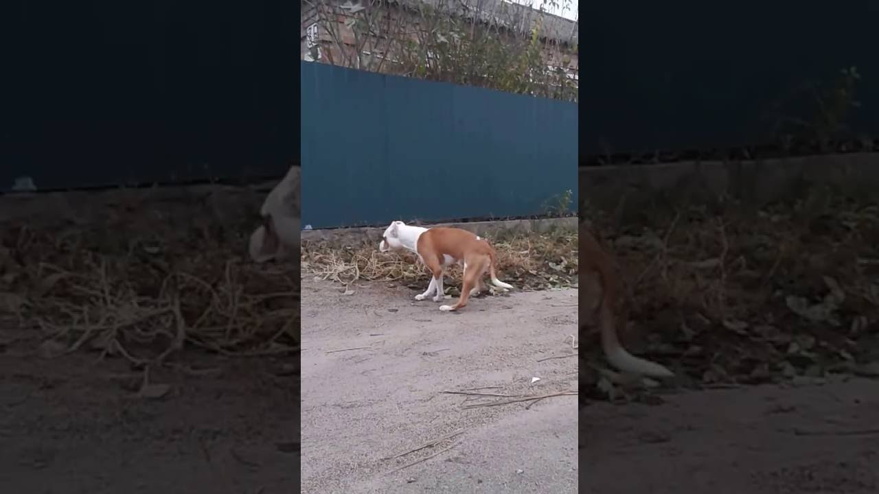 симптомы дирофиляриоза у собак (изменение походки) - YouTube