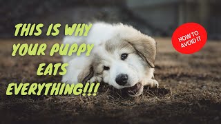 ✋HOW To PREVENT YOUR PUPPY From EATING EVERYTHING