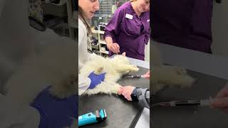 PennFoster Skill 11 - Feline Medial Saphenous Blood Draw