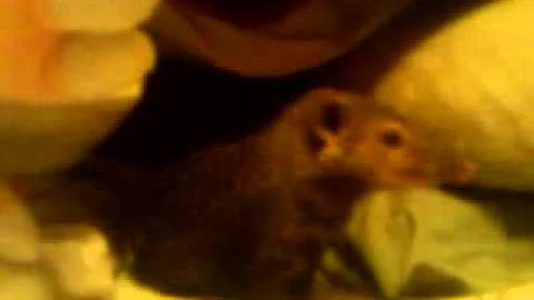 Pet mongoose 2