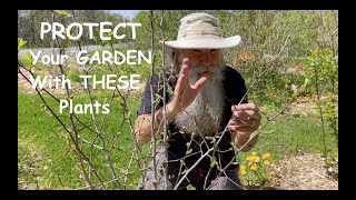 PROTECT Your Garden with THESE PERMACULTURE FOODFOREST PLANTS! Plant ONCE, HARVEST from them FOREVER