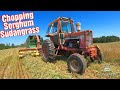 Chopping sorghumsudangrassfilling an upright stave silo